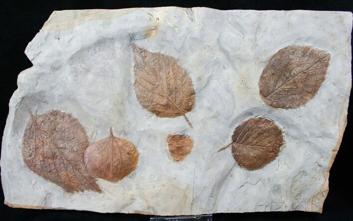 Large Plate of Paleocene Leaf Fossils - Montana #15828